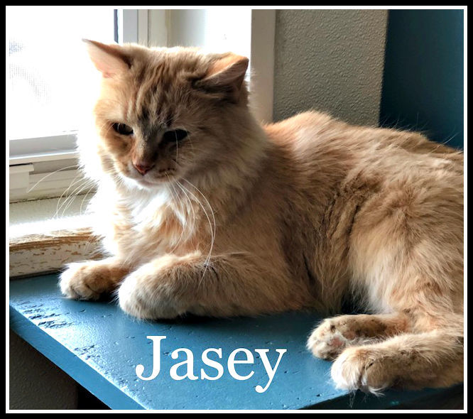 Jasey - Humane Society of Logan County